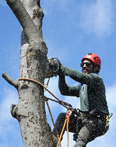 tree trimming gainesville texas tx